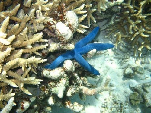 Большой барьерный риф - самый крупный коралловый риф в мире. 03