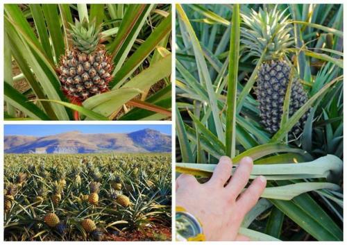 Как растет ананас. 03