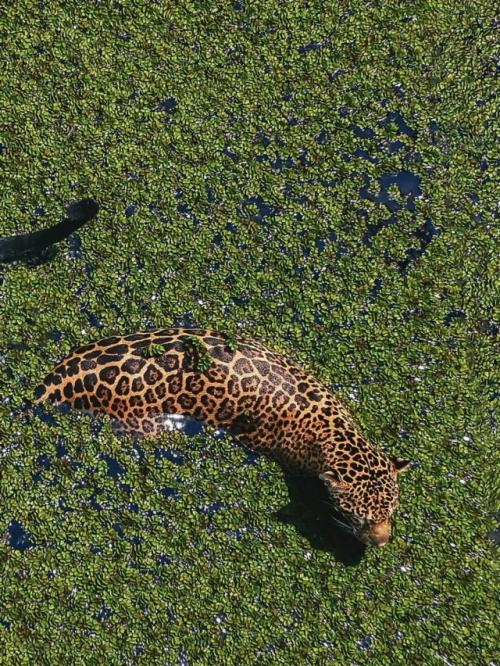 Фотограф сделал впечатляющий кадр с высоты, на котором изображены два ягуара, стоящие рядом в затопленном лесу возле Манауса в Бразилии. 01