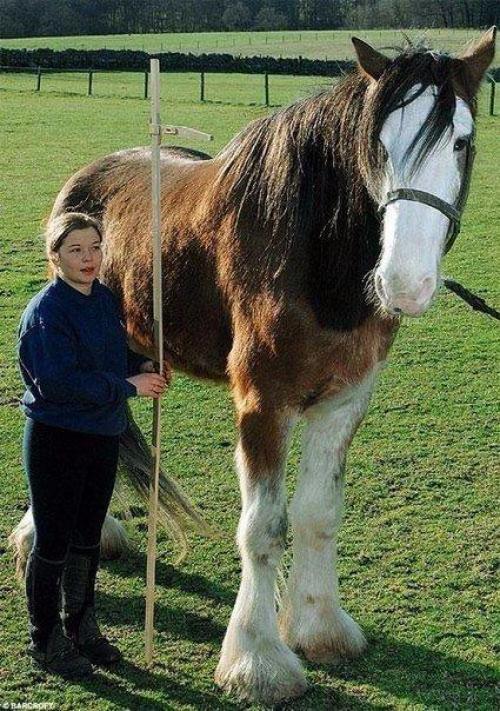 6 футов и 6 дюймов - такой Красивый Рост имеет самый большой конь на земле.