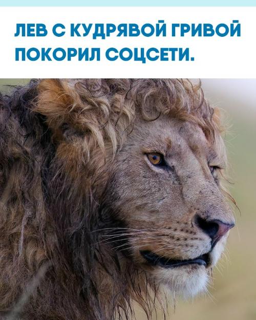 Фотограф заснял Льва с роскошной волнистой гривой, и кадры мгновенно разошлись по всему интернету.  