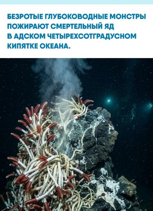 В кромешной тьме океанического дна прямо из жерл гидротермальных источников торчат полутораметровые рифтии, похожие на жуткие кровоточащие стебли.  