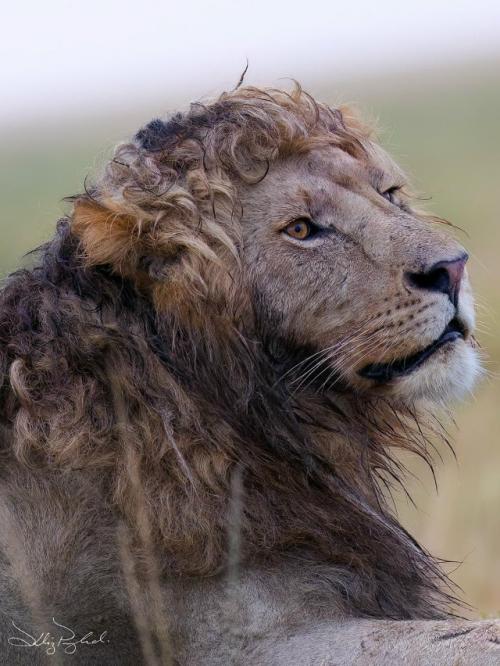 Фотограф заснял Льва с роскошной волнистой гривой, и кадры мгновенно разошлись по всему интернету. 02