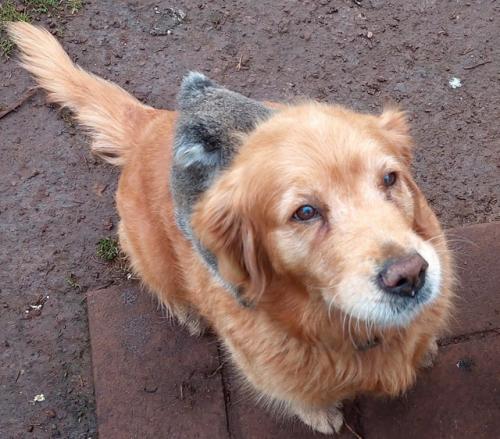 В Австралии золотистый ретривер по кличке Денни подружилась с детёнышем коалы. 02