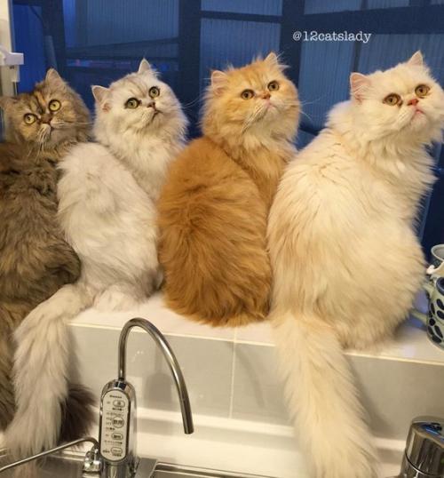 В Японии живет девушка, которая заботится о 12 персидских шиншиллах - пушистых, гордых и постоянно требующих внимания.