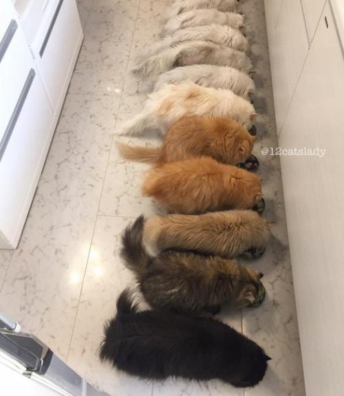 В Японии живет девушка, которая заботится о 12 персидских шиншиллах - пушистых, гордых и постоянно требующих внимания. 04