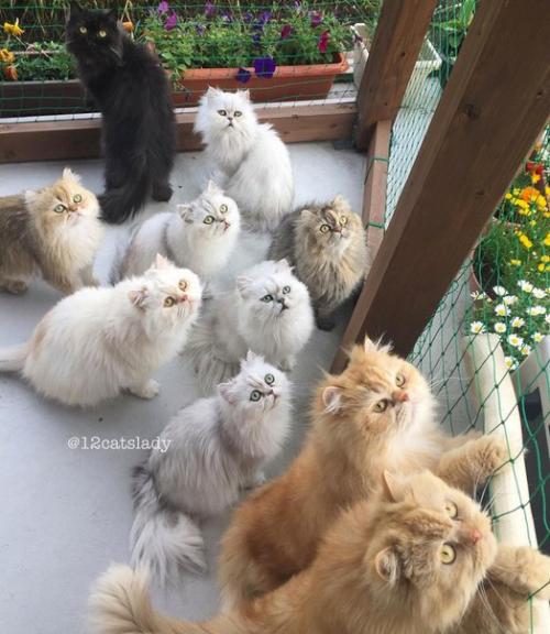 В Японии живет девушка, которая заботится о 12 персидских шиншиллах - пушистых, гордых и постоянно требующих внимания. 09