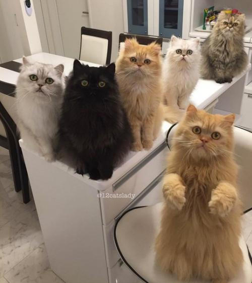 В Японии живет девушка, которая заботится о 12 персидских шиншиллах - пушистых, гордых и постоянно требующих внимания. 03