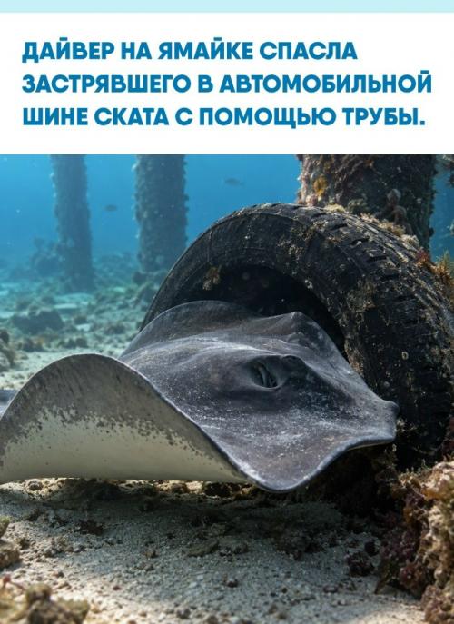 Дайвер ли - Энн рандо заметила ската у побережья Ямайки и около 15 минут думала, что он просто отдыхает на глубине.  