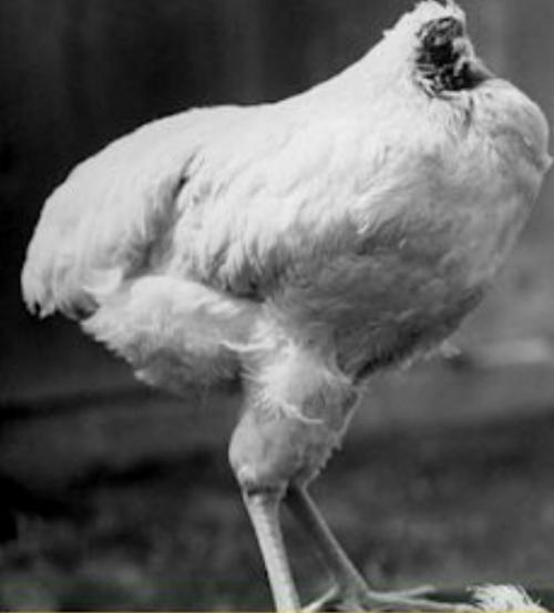 Петух Майк прожил полтора года после того, как в 1945 году американский фермер отрубил ему голову. 01