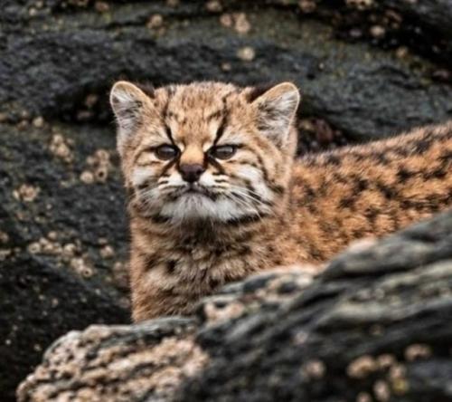 Взрослый кодкод вырастает максимум до 50 сантиметров и внешне неотличим от обычного домашнего котёнка. 05