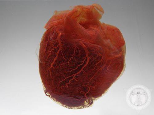 20 фактов о человеческом сердце.