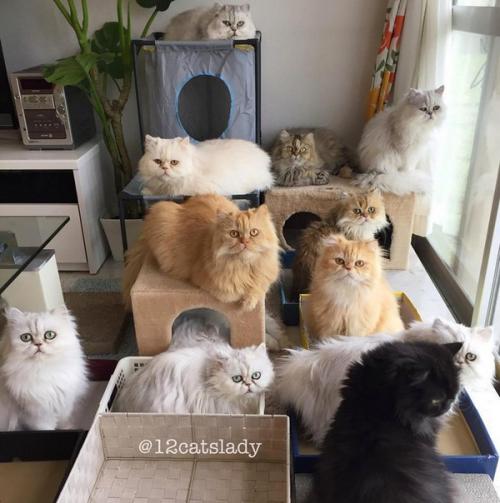 В Японии живет девушка, которая заботится о 12 персидских шиншиллах - пушистых, гордых и постоянно требующих внимания. 02