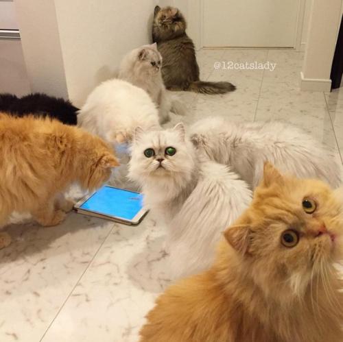 В Японии живет девушка, которая заботится о 12 персидских шиншиллах - пушистых, гордых и постоянно требующих внимания. 08