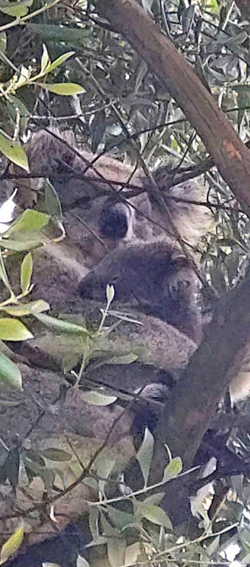 В Австралии золотистый ретривер по кличке Денни подружилась с детёнышем коалы. 03