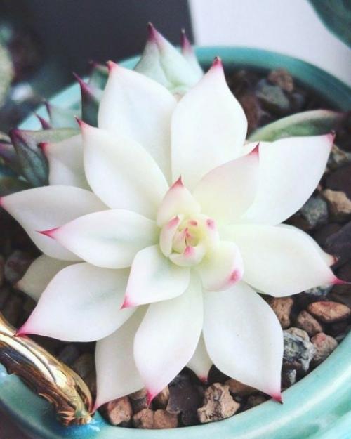 Растения из-за генетических мутаций тоже могут быть альбиносами. 01