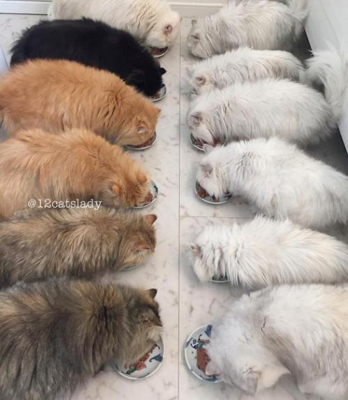 В Японии живет девушка, которая заботится о 12 персидских шиншиллах - пушистых, гордых и постоянно требующих внимания. 01