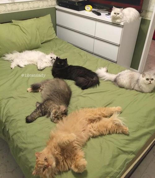 В Японии живет девушка, которая заботится о 12 персидских шиншиллах - пушистых, гордых и постоянно требующих внимания. 07