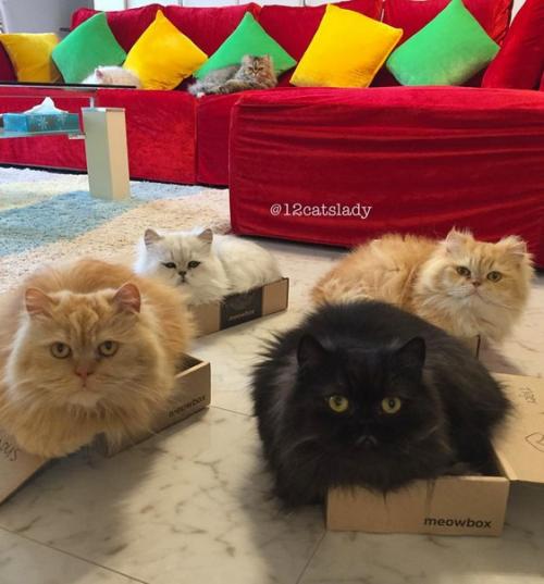 В Японии живет девушка, которая заботится о 12 персидских шиншиллах - пушистых, гордых и постоянно требующих внимания. 06