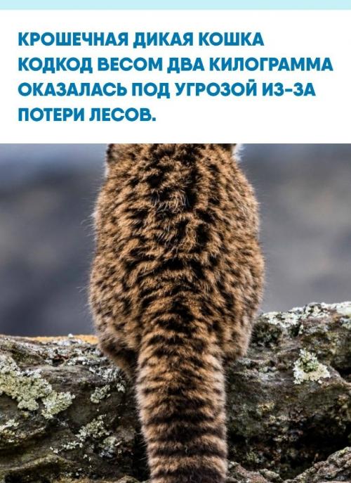 Взрослый кодкод вырастает максимум до 50 сантиметров и внешне неотличим от обычного домашнего котёнка.  