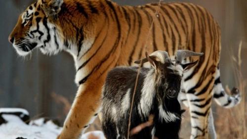 Подружившихся амурского тигра и козла расселили в разные вольеры, чтобы тигр мог ночевать на своём месте. 01