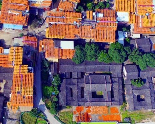 Сушка хурмы в Китае. 02