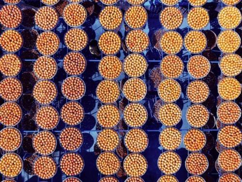 Сушка хурмы в Китае. 01