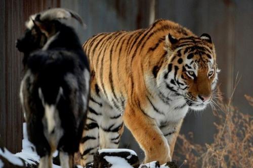 Подружившихся амурского тигра и козла расселили в разные вольеры, чтобы тигр мог ночевать на своём месте. 04