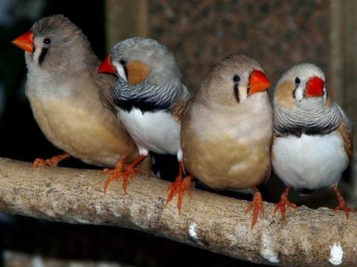 Зебровые амадины, птицы семейства вьюрковых ткачиков, могут песней управлять развитием птенцов в яйцах, адаптируя их к жаркому климату. 01