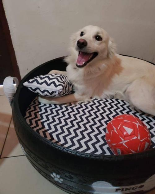 Амарильдо Сильва - бразильский мастер на все руки, который решил проблему мусора на улицах уникальным способом. 08