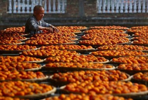 Сушка хурмы в Китае. 05