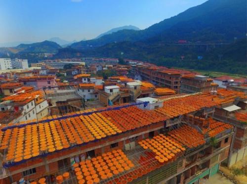 Сушка хурмы в Китае. 03