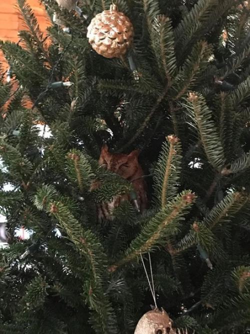 Сeмья американцев из штата джорджия купила себе ёлку, которая, как оказалось, прятала в себе небольшой сюрприз - малeнькую сову. 01