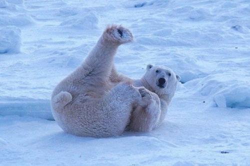 Полярный медведь - единственное крупное наземное млекопитающее, которое абсолютно не боится человека.  