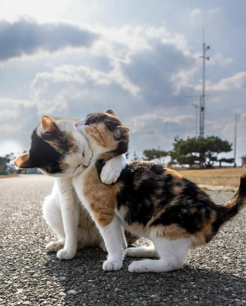 Японский фотограф Масаюки Оки много лет наблюдает за уличными котами Токио - и превращает их будни в маленькие шедевры. 02