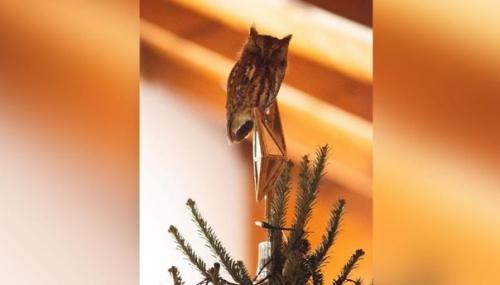 Сeмья американцев из штата джорджия купила себе ёлку, которая, как оказалось, прятала в себе небольшой сюрприз - малeнькую сову. 02