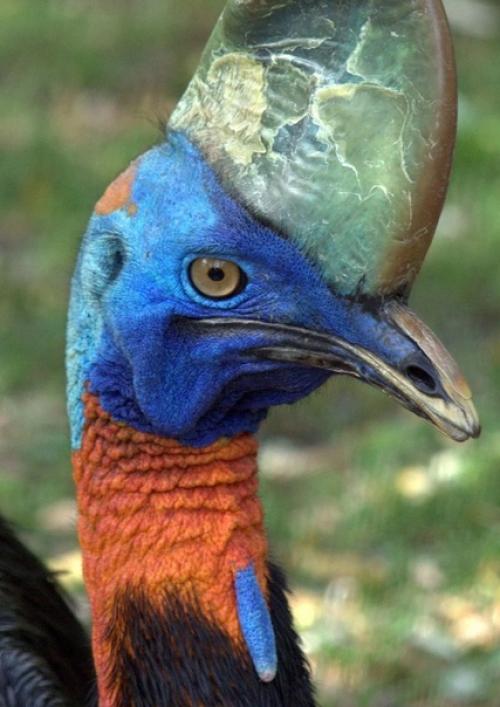 Казуары - это род крупных нелетающих птиц, обитающих на северо-востоке Австралии и на острове новая Гвинея. 01