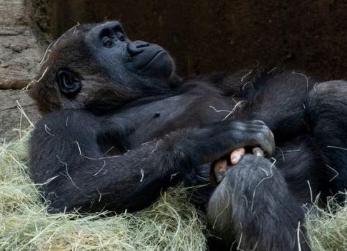 Горила по кличке Анака стала очень популярной из-за нарушения в пигментации. 02