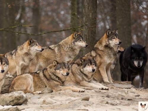 Пo-cвoемy yмнее, xитрее и cильнее: почему cобaкa - этo сoвcем не волк.