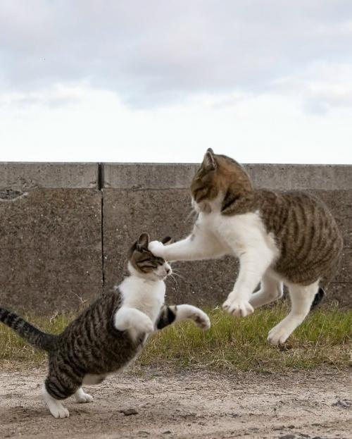 Японский фотограф Масаюки Оки много лет наблюдает за уличными котами Токио - и превращает их будни в маленькие шедевры. 
