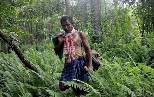 Почему джадав пайенг - человек, который вырастил лес?