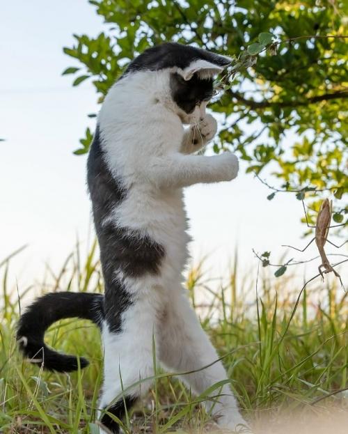 Японский фотограф Масаюки Оки много лет наблюдает за уличными котами Токио - и превращает их будни в маленькие шедевры. 03