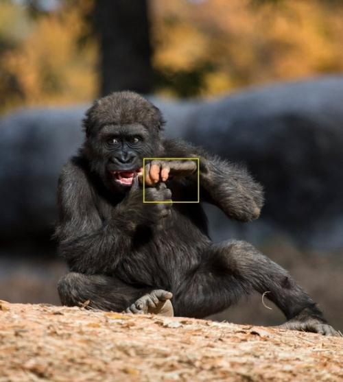 Горила по кличке Анака стала очень популярной из-за нарушения в пигментации. 01