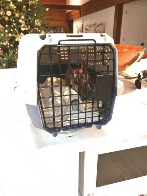 Сeмья американцев из штата джорджия купила себе ёлку, которая, как оказалось, прятала в себе небольшой сюрприз - малeнькую сову. 03