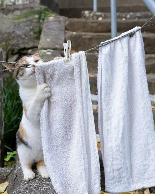 Японский фотограф Масаюки Оки много лет наблюдает за уличными котами Токио - и превращает их будни в маленькие шедевры. 01