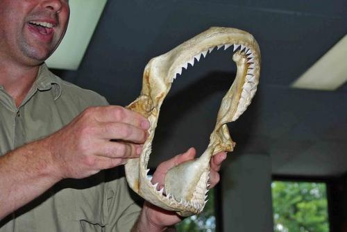 Акулы научат людей отращивать зубы. 01