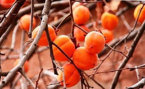 10 продуктов, которые помогут сохранить здоровье сосудов.