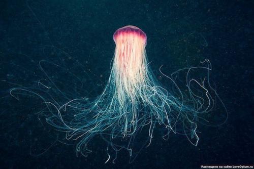 Самая большая медуза - это так называемая Грива Льва, которая обитает в арктическом море.