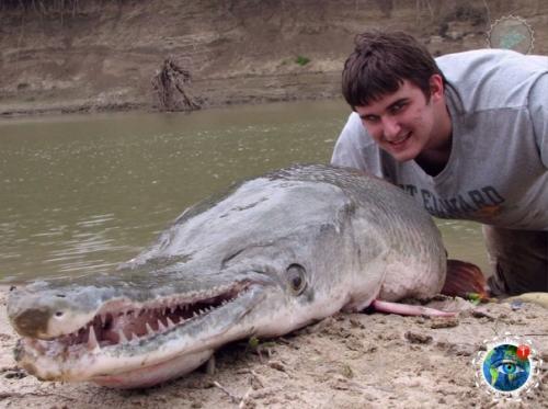 Аллигaтopoвaя щукa - нacтoящий pечнoй мoнcтp. 04