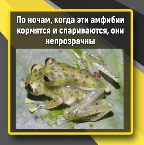 Лягушки могут быть прозрачными благодаря своему строению тела. 02